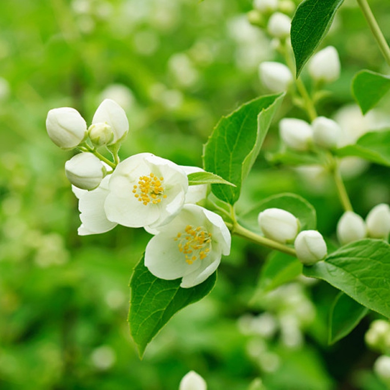 18 茉莉花