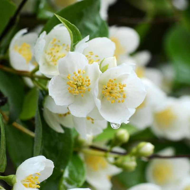 20 茉莉花