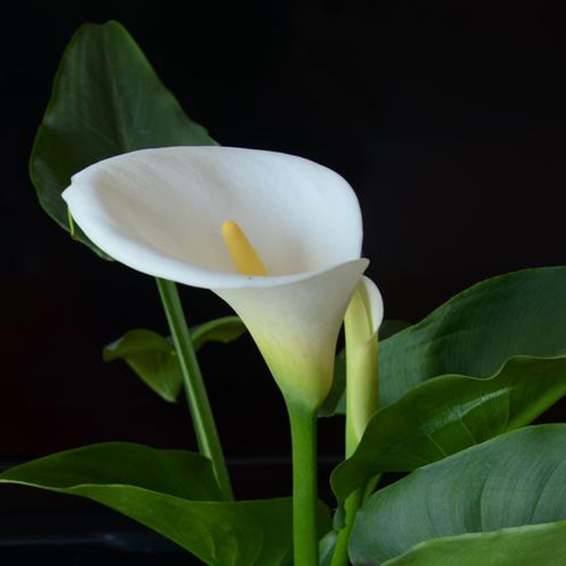 1-马蹄莲