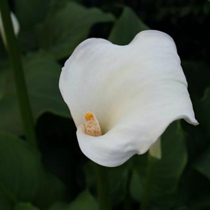 3-马蹄莲