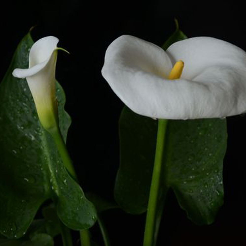 4-马蹄莲