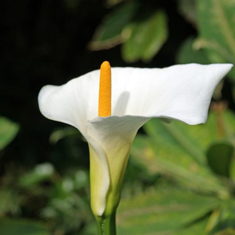 8-马蹄莲