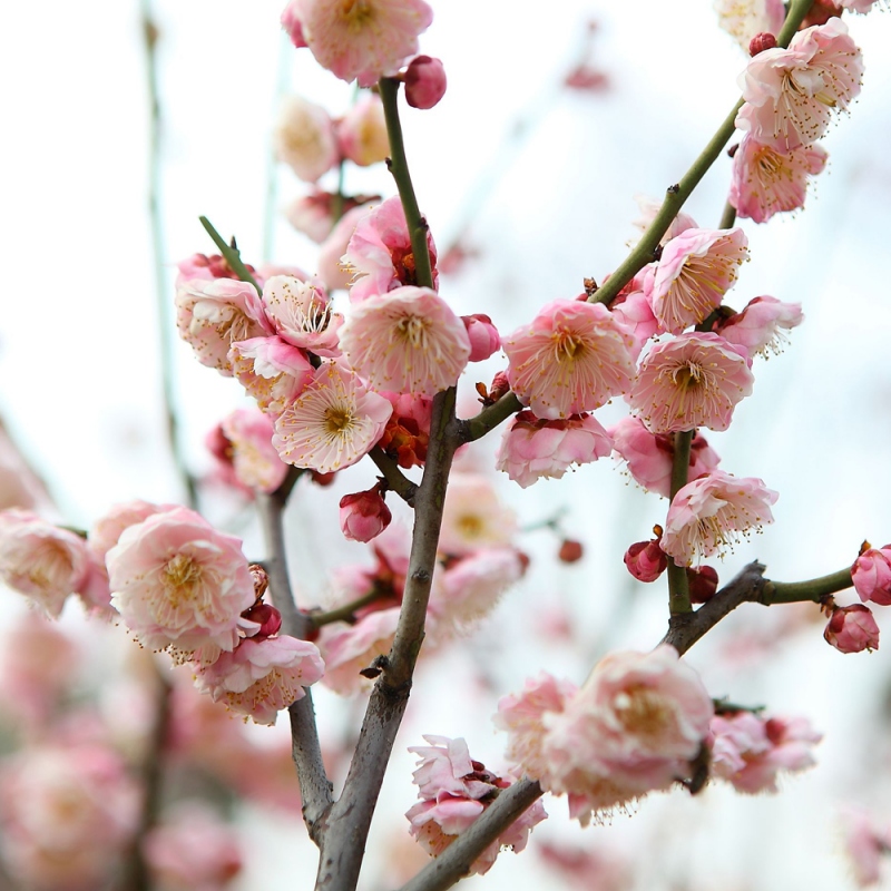 1 梅花