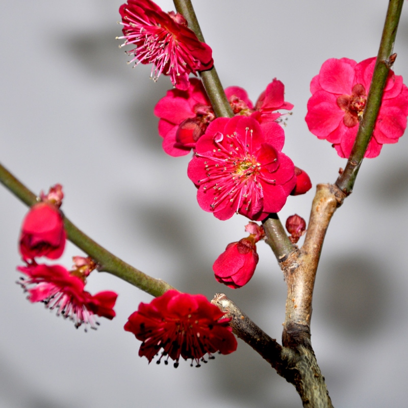 2 梅花