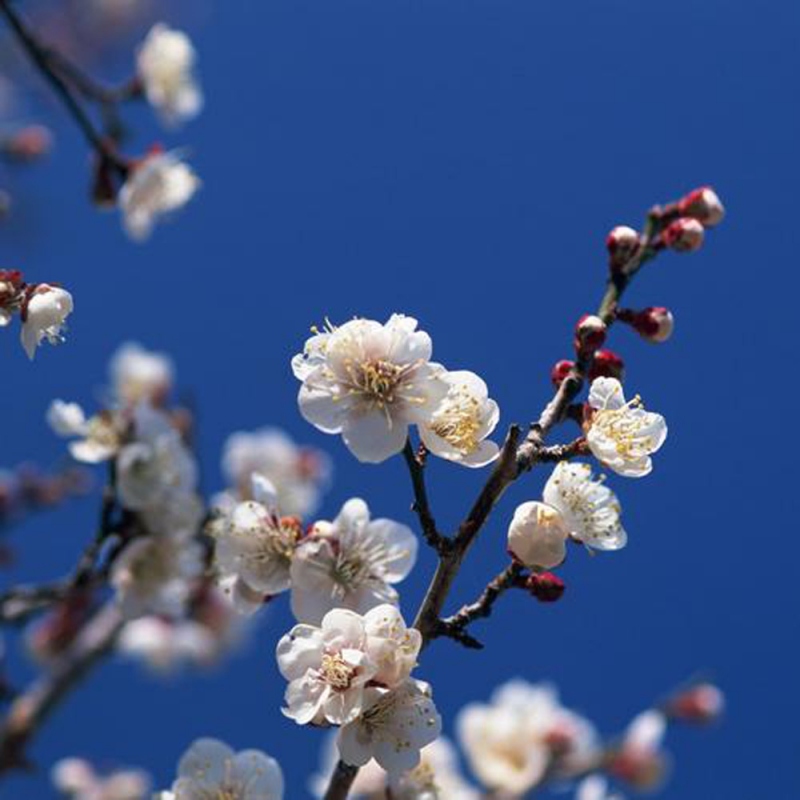 5 梅花