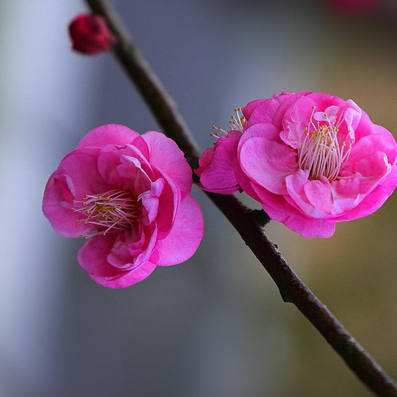 6 梅花