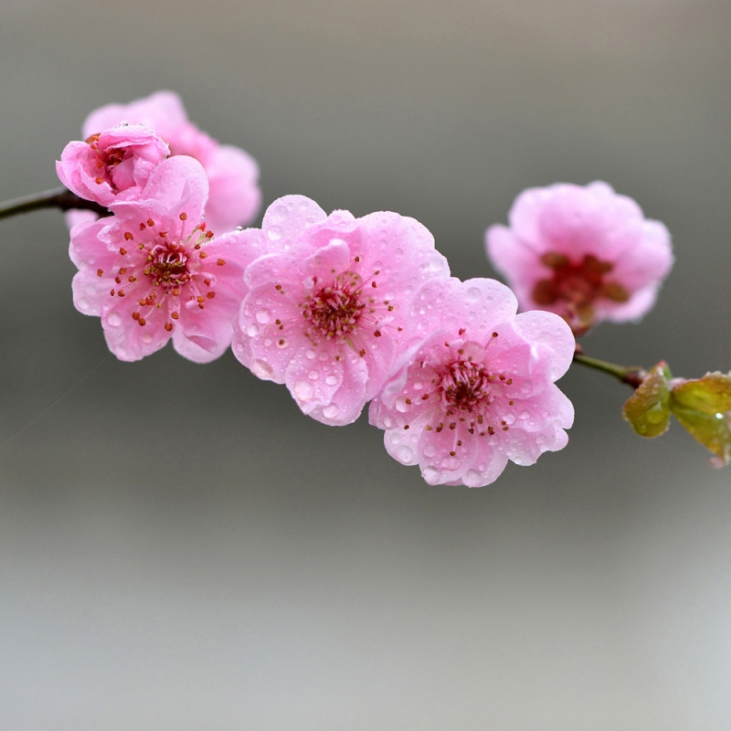 7 梅花