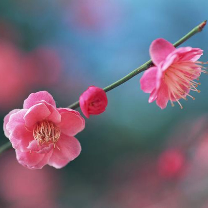 9 梅花