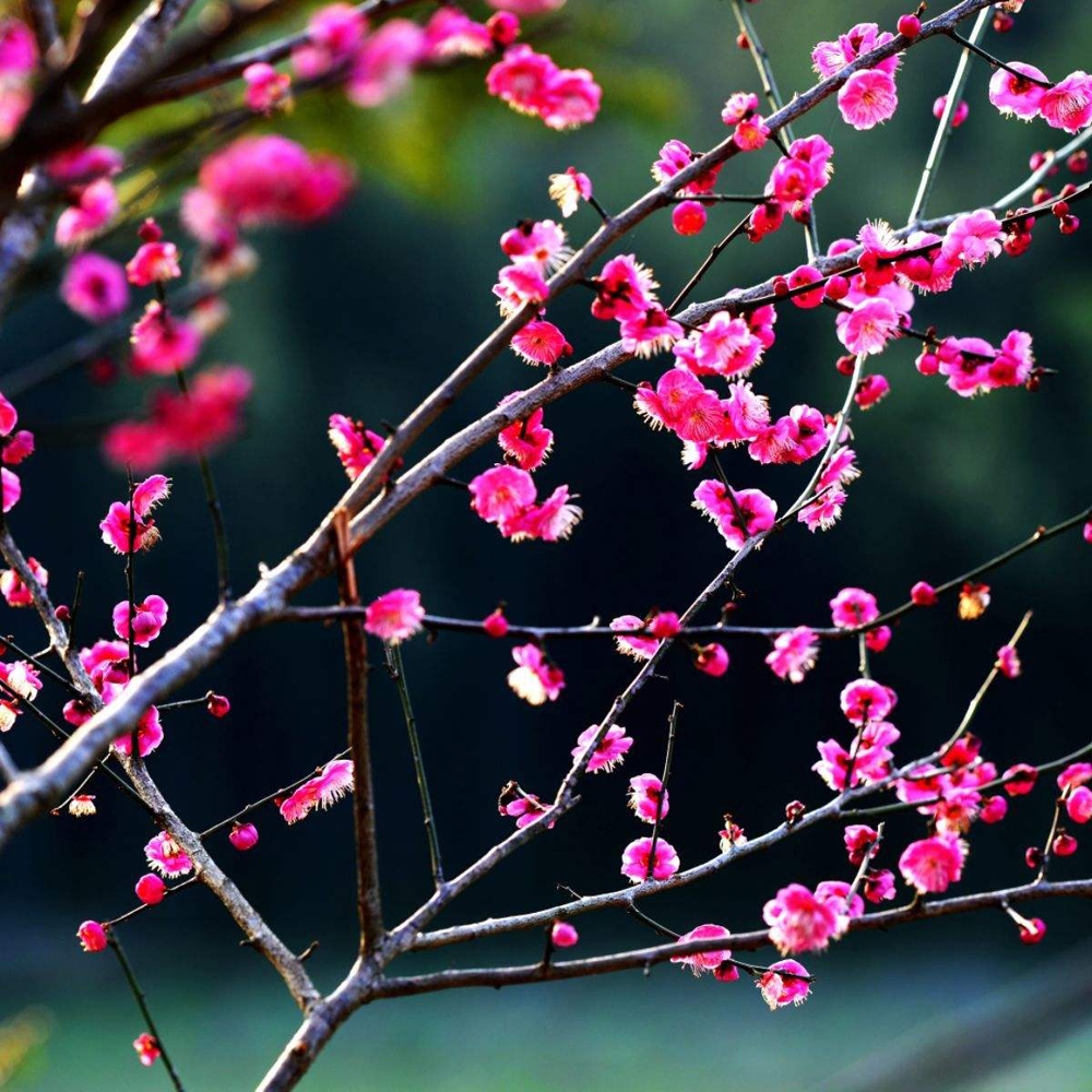 20 梅花