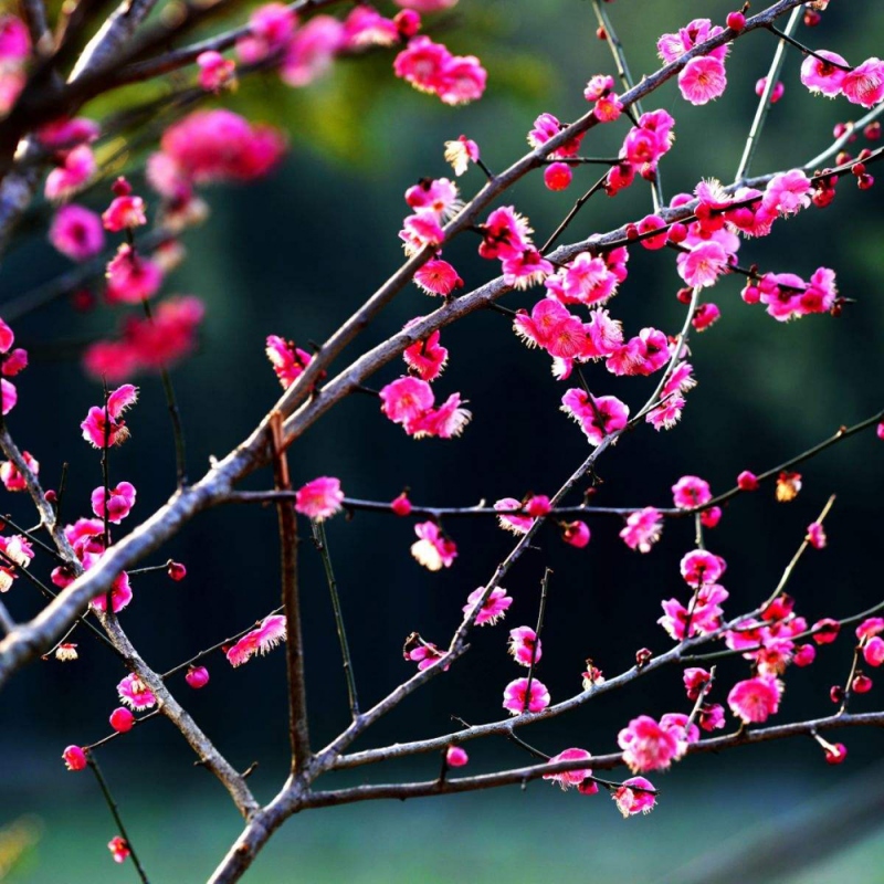 20 梅花