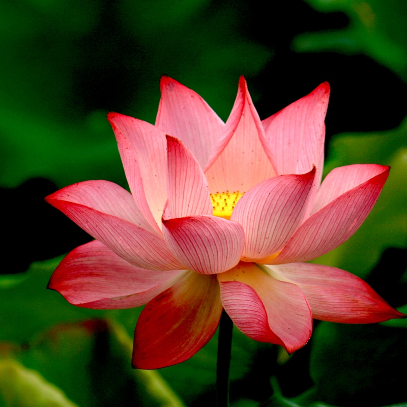 3 荷花