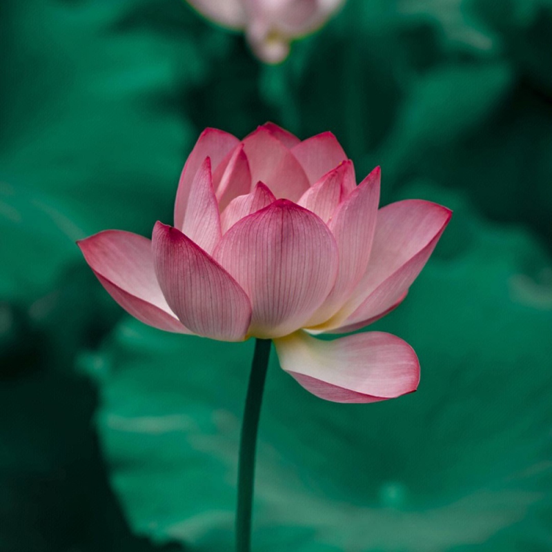 5 荷花