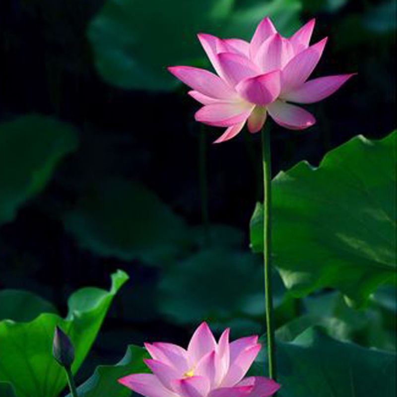 6 荷花