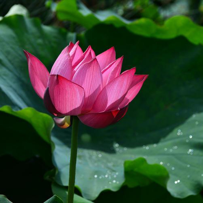 7 荷花
