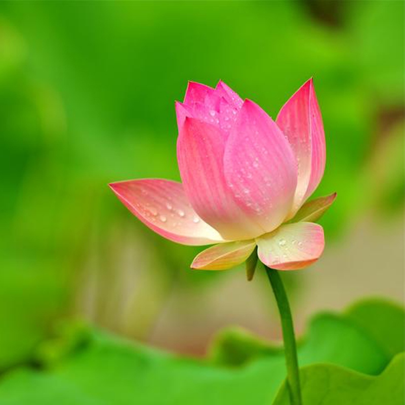 8 荷花