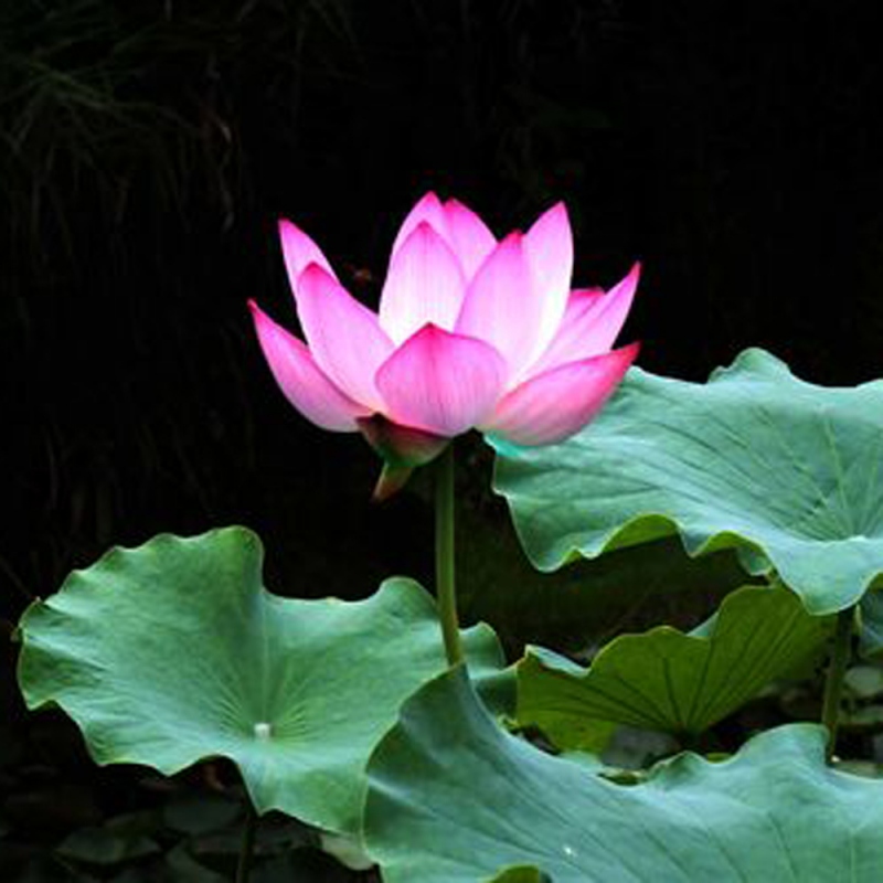 9 荷花