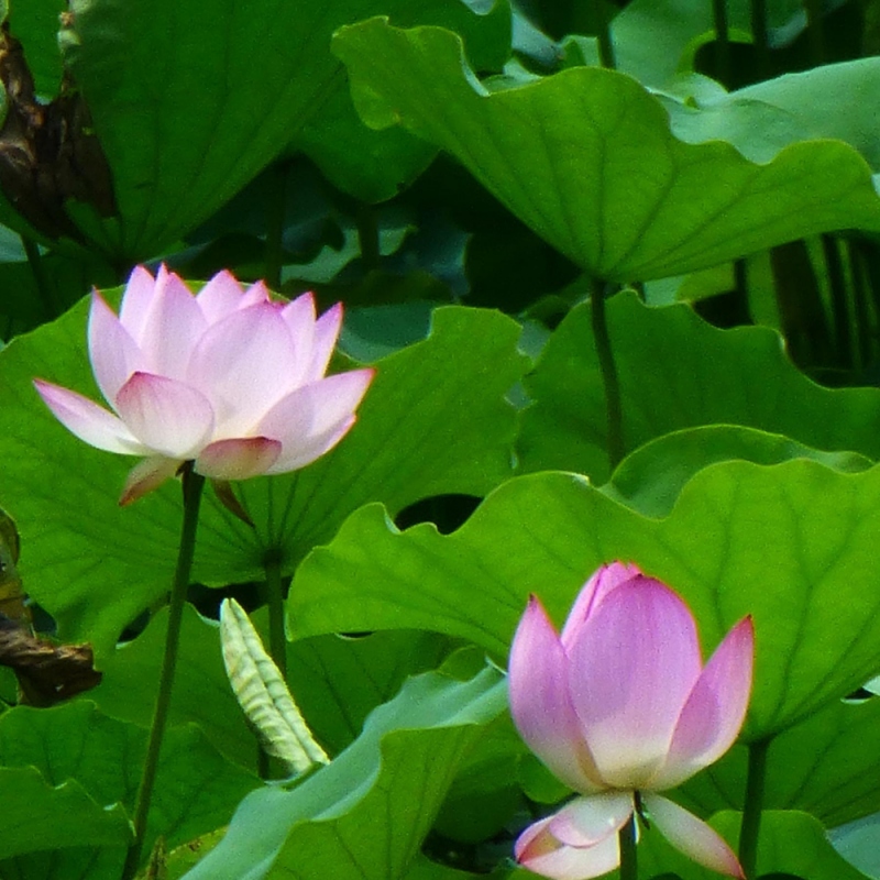 10 荷花