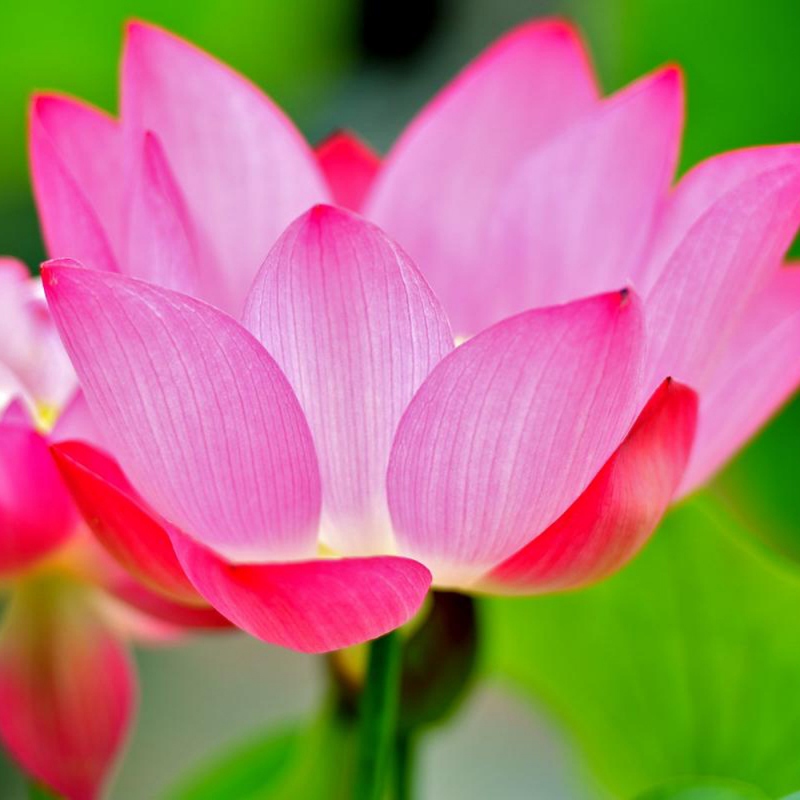 11 荷花