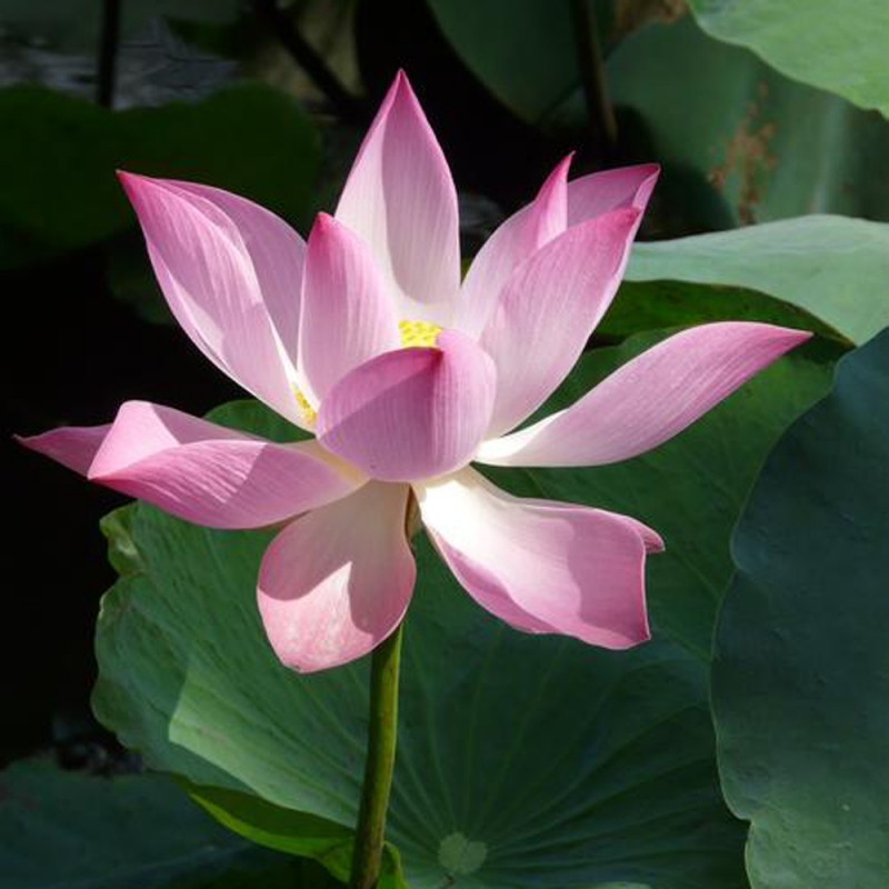 12 荷花