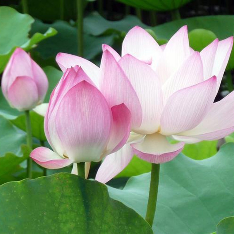 15 荷花