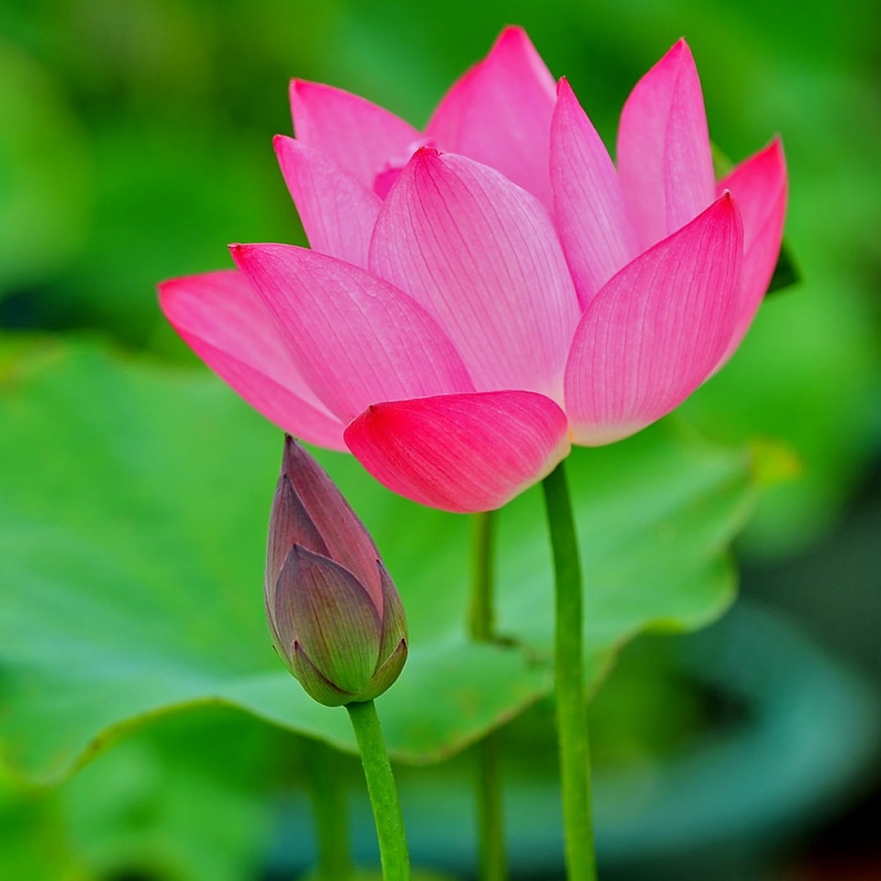 18 荷花