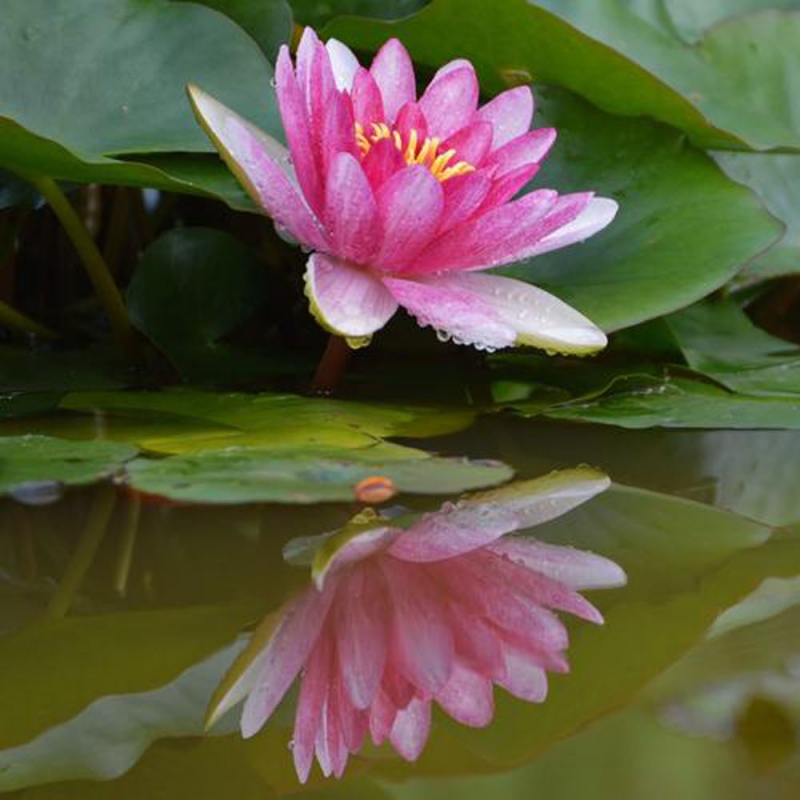 19 荷花