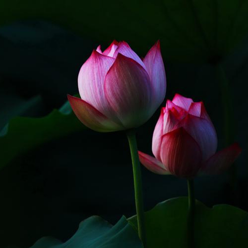 20 荷花