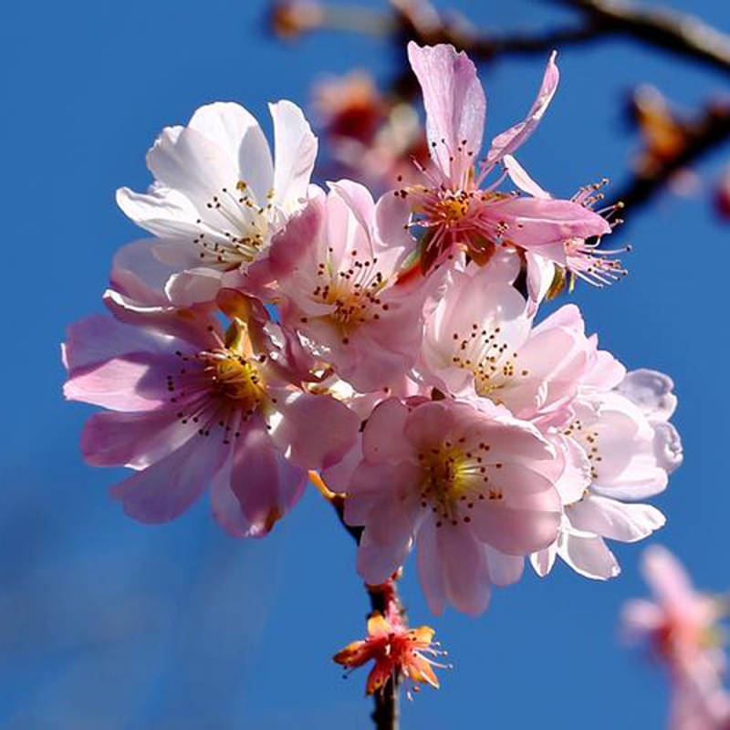 1 樱花