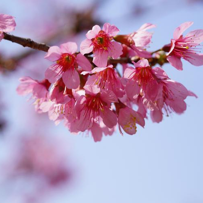3 樱花