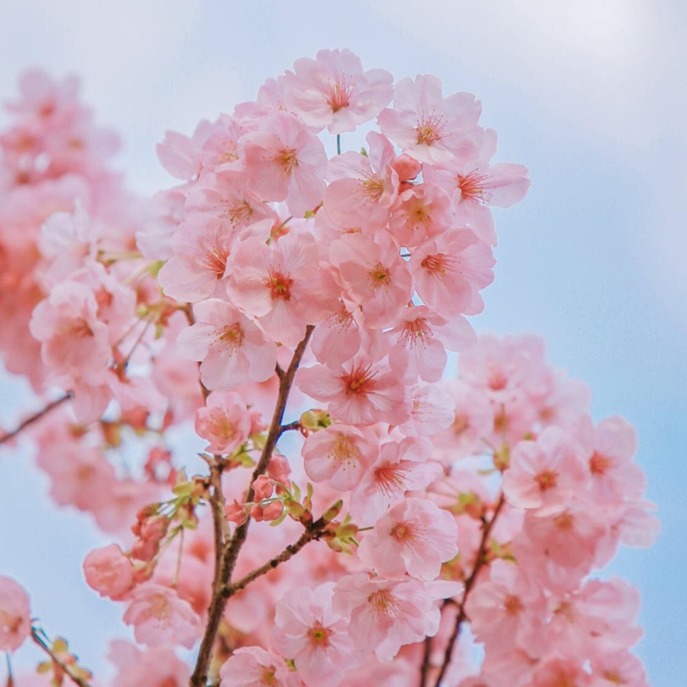 6 樱花