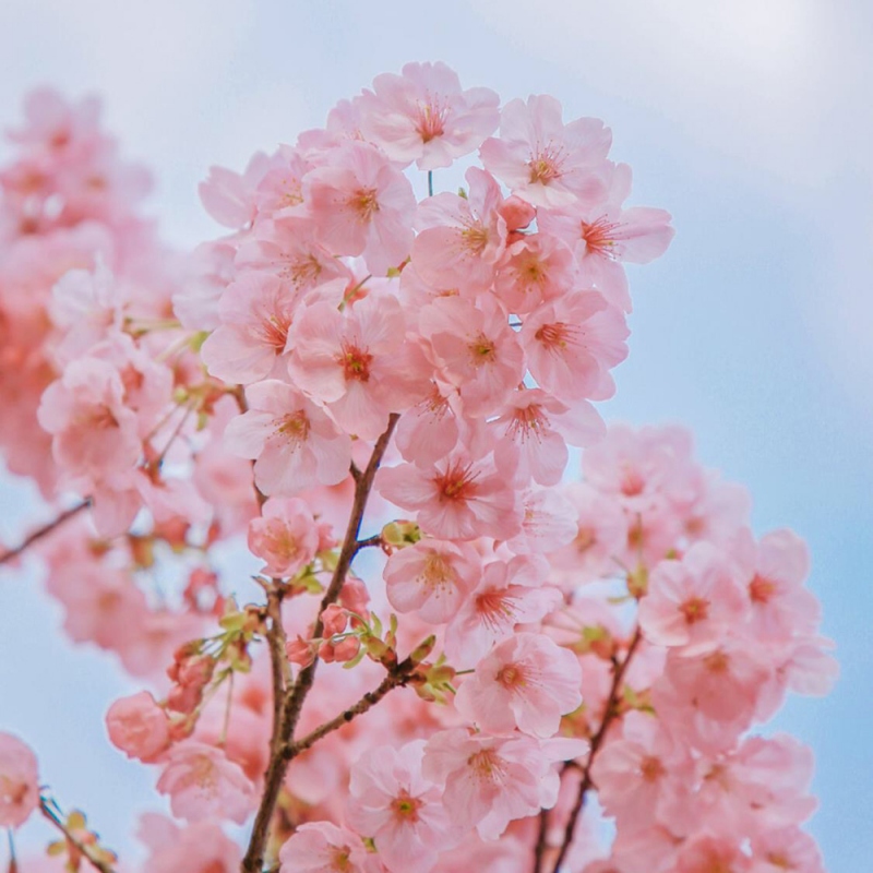 6 樱花