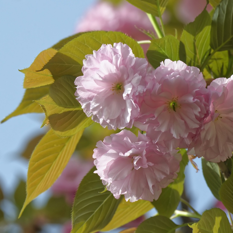 9 樱花