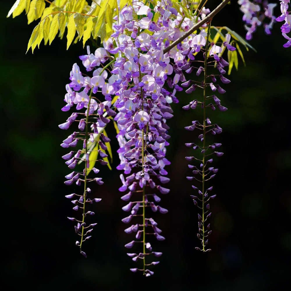 1 紫藤花