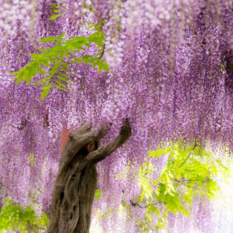2 紫藤花
