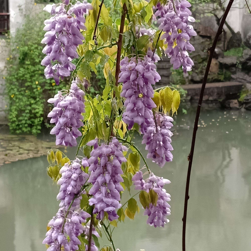 5 紫藤花