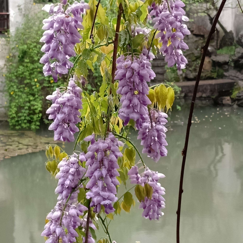 5 紫藤花