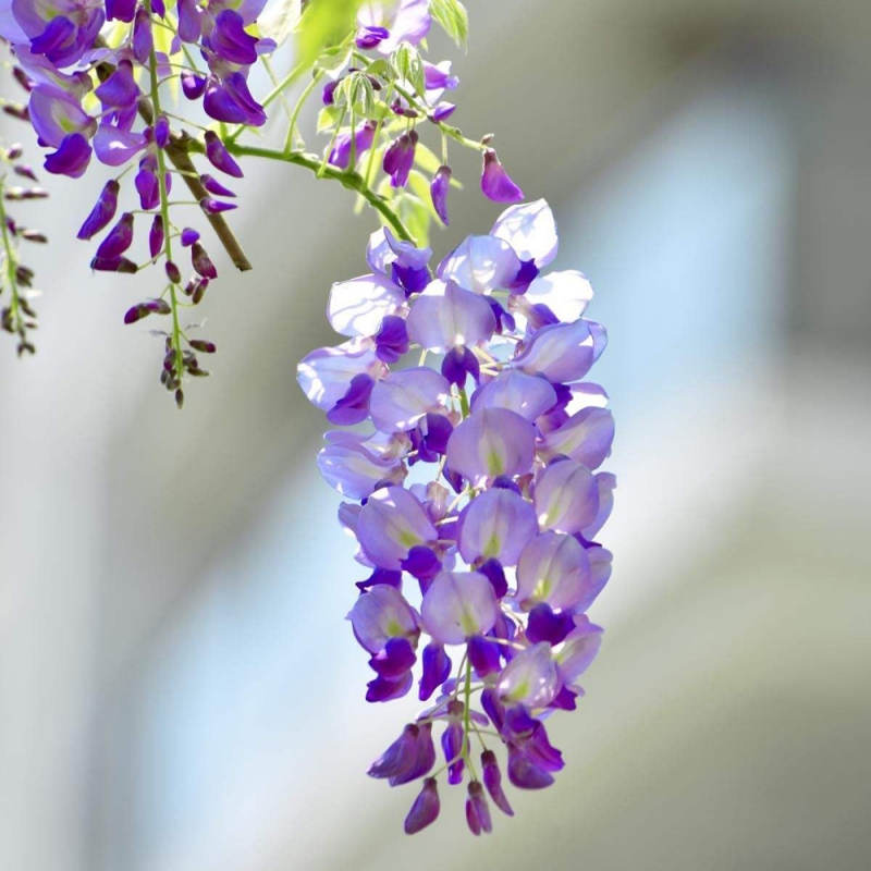 8 紫藤花