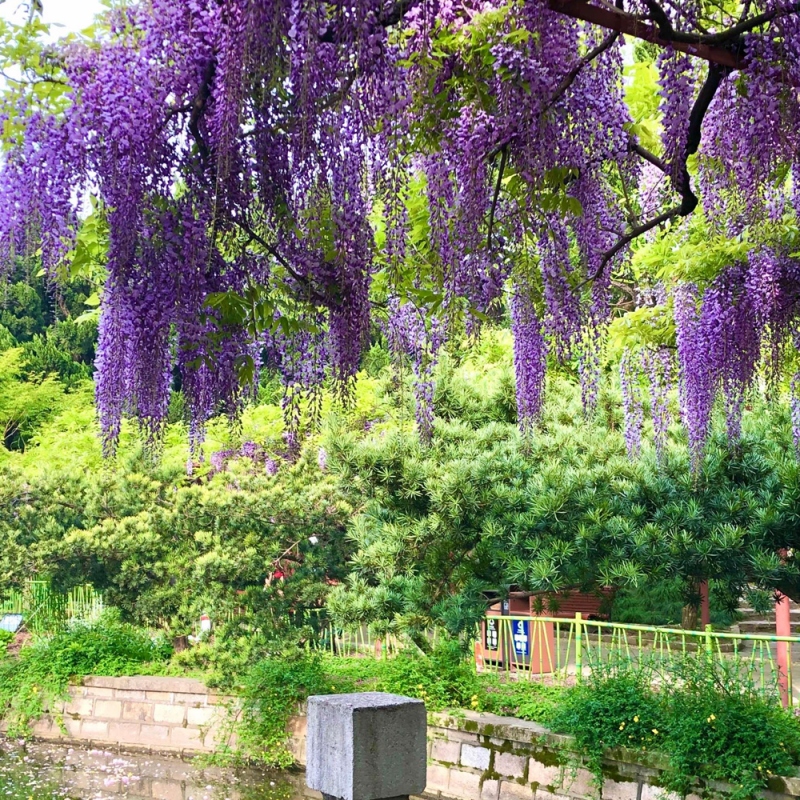 9 紫藤花
