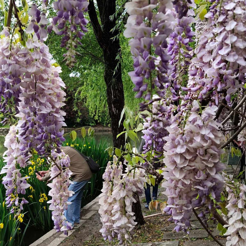 10 紫藤花