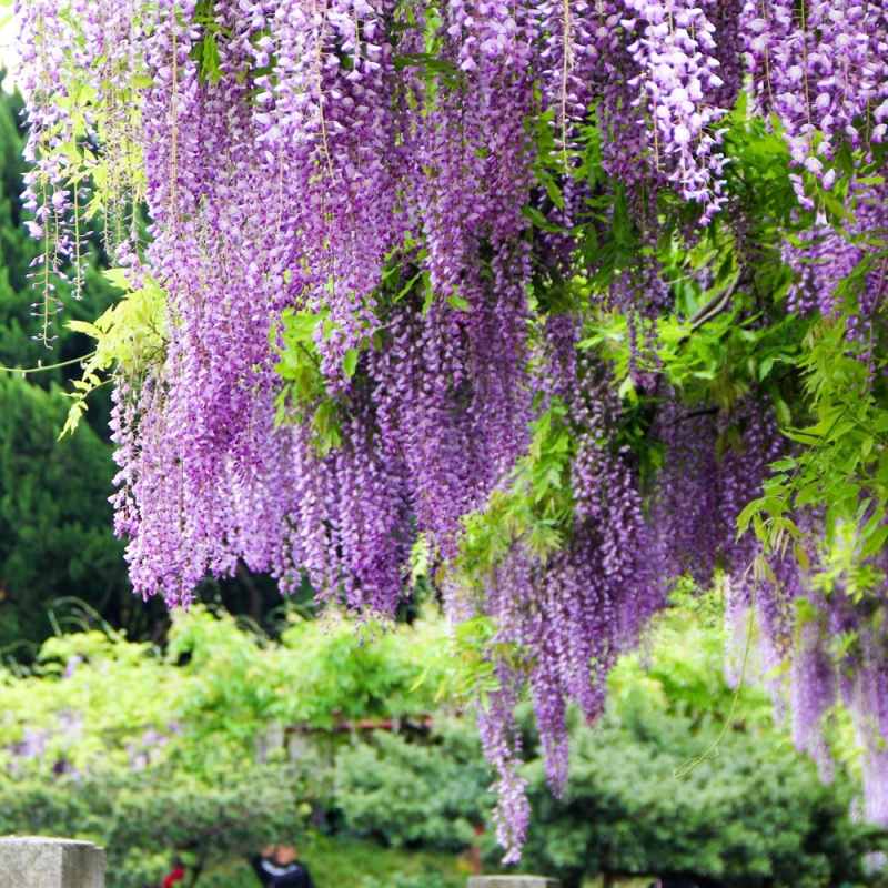 12 紫藤花