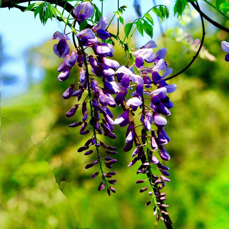 13 紫藤花