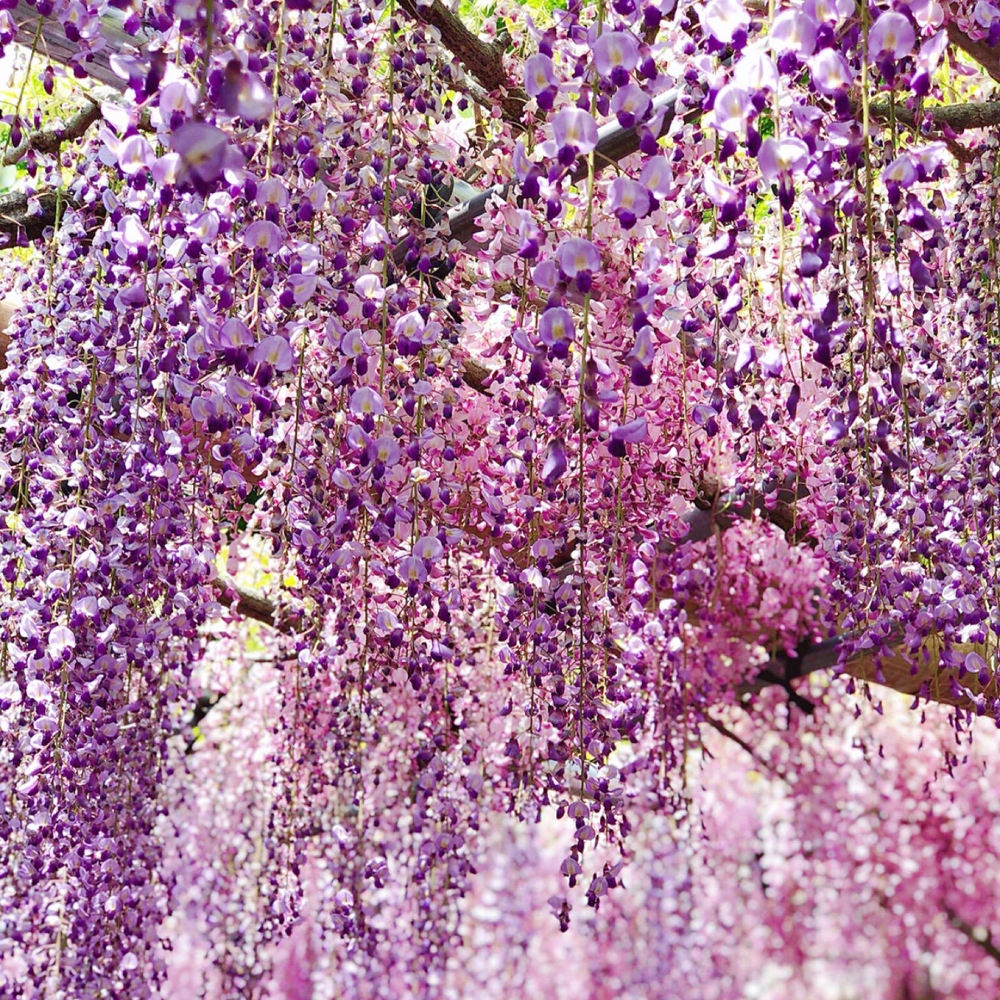 16 紫藤花