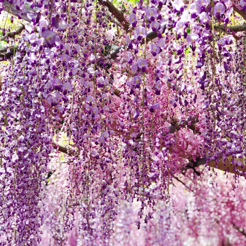 16 紫藤花