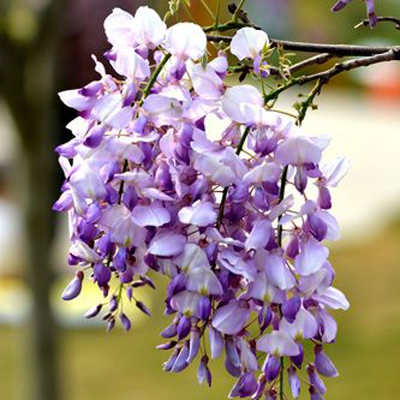 19 紫藤花