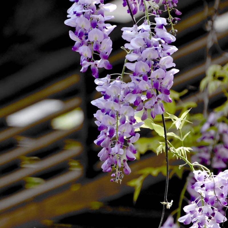 20 紫藤花