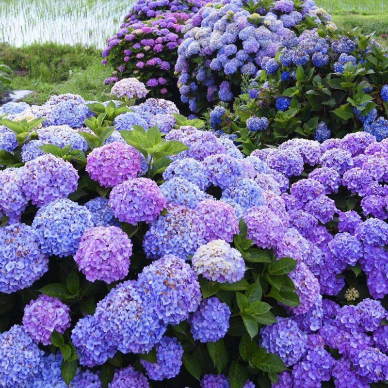 1 绣球花