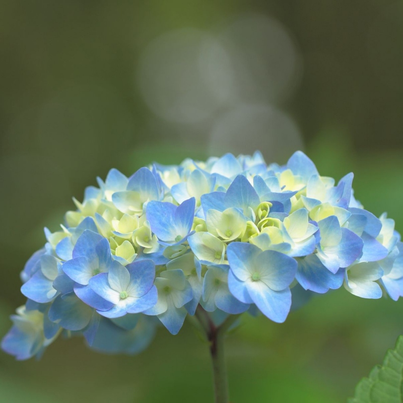 2 绣球花