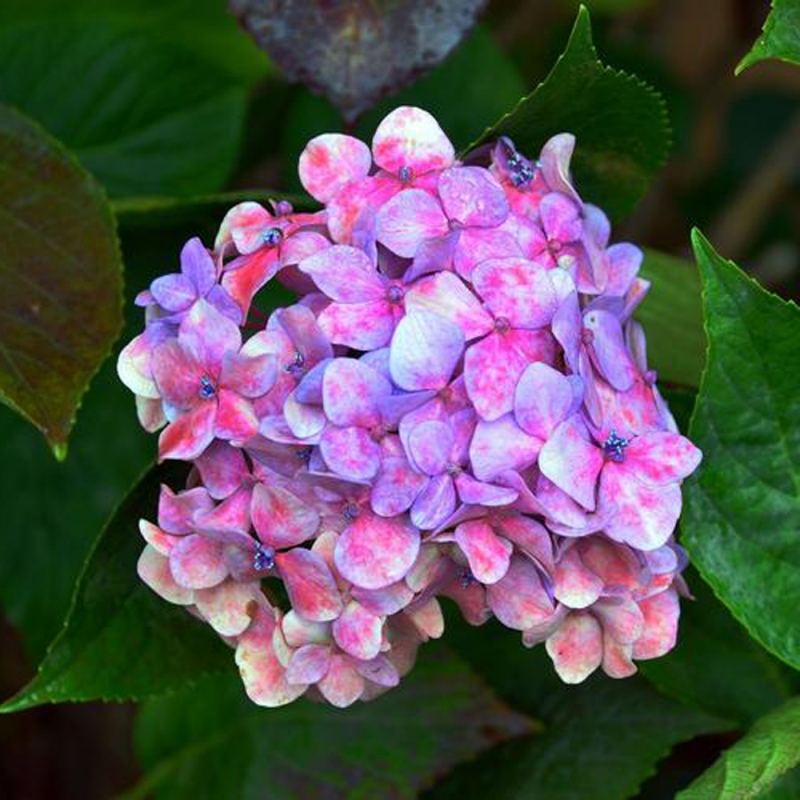 3 绣球花