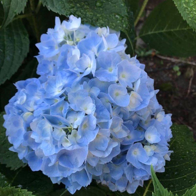 4 绣球花
