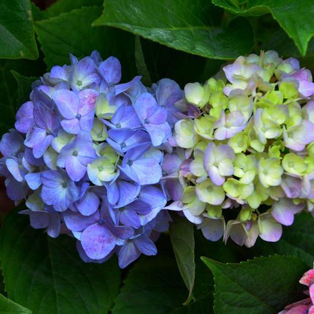 5 绣球花